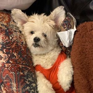 Meet your Posher, India